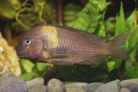Steckbriefe für Tropheus spec. 'Karago' 
