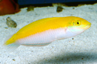 Steckbriefe für Halichoeres leucoxanthus 