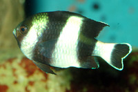 Steckbriefe f&uuml;r Dascyllus melanurus 