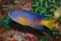 Steckbriefe f&uuml;r Pomacentrus amboinensis 