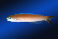 Steckbriefe für Hoplolatilus cuniculus 