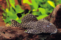 Steckbriefe f&uuml;r L 030 Oligancistrus sp. 