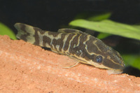 Steckbriefe für Otocinclus cocama 