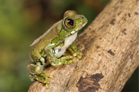 Steckbriefe f&uuml;r Leptopelis vermiculatus Gold 