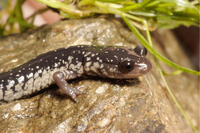 Steckbriefe f&uuml;r Plethodon glutinosus 