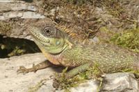 Steckbriefe f&uuml;r Acanthosaura lepidogaster 