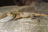 Steckbriefe für Agama planiceps 