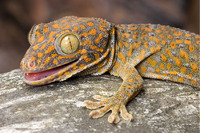 Steckbriefe f&uuml;r Gekko gecko 