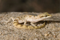Steckbriefe f&uuml;r Tropiocolotes steudneri 