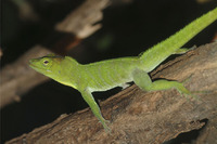 Steckbriefe für Anolis garmani 