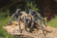 Steckbriefe für Haplopelma lividum 