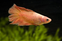 Steckbriefe f&uuml;r Betta splendens Splittail Gelb 