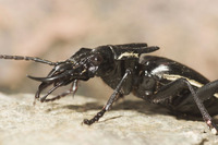 Steckbriefe für Anthia fabricii 