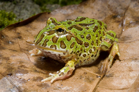 Steckbriefe f&uuml;r Ceratophrys ornata 