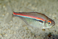 Steckbriefe für Hyphessobrycon heterorhabdus 