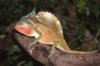 Steckbriefe für Trioceros cristatus 