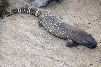 Steckbriefe für Heloderma horridum exasperatum 