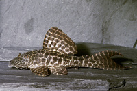 Steckbriefe für L 051 Hypostomus latifrons 