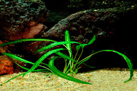 Steckbriefe für Cryptocoryne crispatula var balansae 