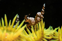 Steckbriefe f&uuml;r Thor amboinensis 