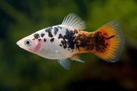 Steckbriefe für Xiphophorus sp 