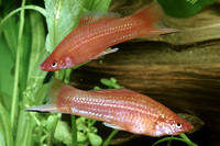 Steckbriefe f&uuml;r Xiphophorus sp 