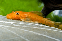 Steckbriefe f&uuml;r Ancistrus spec. LDA 16 