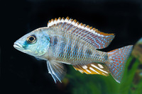 Steckbriefe f&uuml;r Otopharynx tetrastigma 