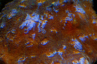 Steckbriefe f&uuml;r Acanthastrea spec. Fluorescent Ring 