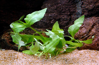 Steckbriefe f&uuml;r Gymnocoronis spilanthoides 