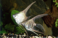 Steckbriefe f&uuml;r Pterophyllum scalare MIx Größe M 