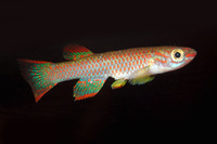 Steckbriefe für Aphyosemion striatum 