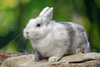 Steckbriefe f&uuml;r Oryctolagus cuniculus f. domesticus 