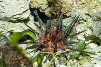 Steckbriefe f&uuml;r Eucidaris metularia 