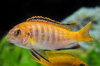 Steckbriefe für Pseudotropheus tropheops Chilumba Orange 