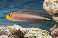 Steckbriefe für Pseudochromis bitaeniatus 