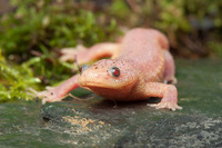 Steckbriefe für Pleurodeles waltl Albino 