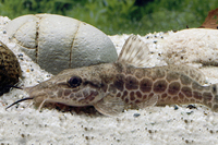 Steckbriefe für Auchenoglanis occidentalis 