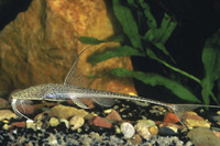 Steckbriefe f&uuml;r Planiloricaria cryptodon 