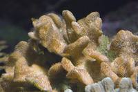 Steckbriefe für Pavona frondifera 