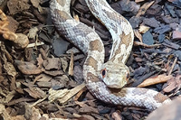 Steckbriefe f&uuml;r Pantherophis guttatus x obseletus 