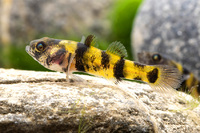 Steckbriefe f&uuml;r Brachygobius xanthomelas 