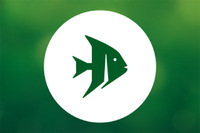 Steckbriefe f&uuml;r Poecilia reticulata Neon w 