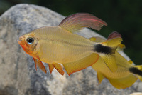 Steckbriefe für Hyphessobrycon procyon 