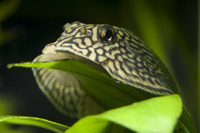 Steckbriefe f&uuml;r Sewellia monolobata 