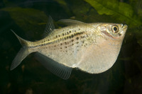 Steckbriefe f&uuml;r Gasteropelecus maculatus 