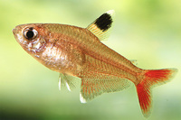 Steckbriefe f&uuml;r Hyphessobrycon micropterus 