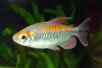Steckbriefe für Phenacogrammus interruptus 