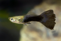 Steckbriefe f&uuml;r Poecilia reticulata 
